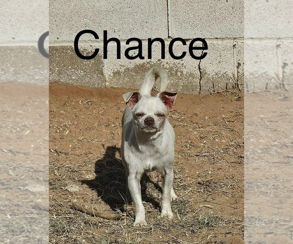 Medium Photo #2 Chihuahua-Unknown Mix Puppy For Sale in New London, WI, USA