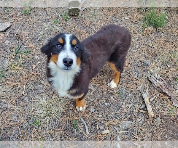 Medium Photo #1 Bernese Mountain Dog Puppy For Sale in BLACK FOREST, CO, USA
