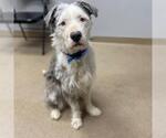Small Old English Sheepdog Mix