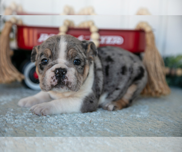 Medium Photo #4 Victorian Bulldog Puppy For Sale in MILLERSBURG, IN, USA