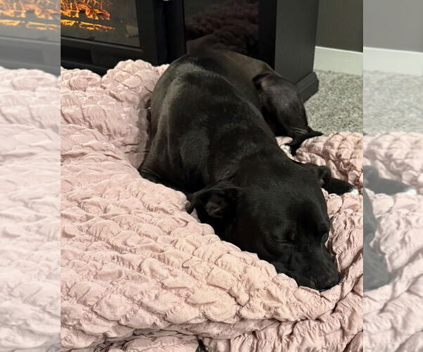 Medium Photo #5 Labrador Retriever-Unknown Mix Puppy For Sale in Princeton, MN, USA