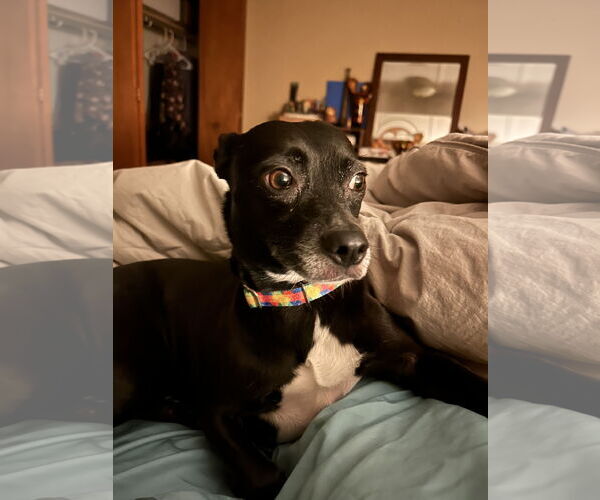 Medium Photo #5 Chihuahua-Unknown Mix Puppy For Sale in Brooklyn Center, MN, USA