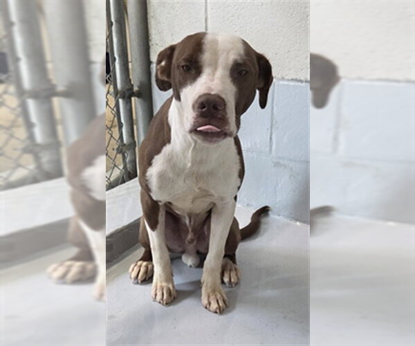 Medium Photo #1 Mutt Puppy For Sale in Augusta, GA, USA