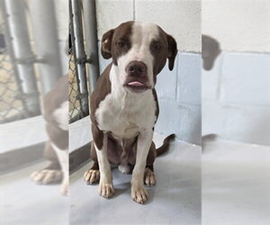 Mutt Dogs for adoption in Augusta, GA, USA