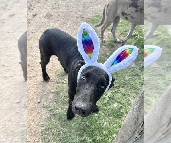 Medium Photo #1 Great Dane-Unknown Mix Puppy For Sale in Bullard, TX, USA