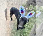 Small Great Dane Mix
