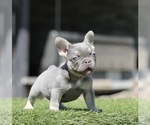 Small French Bulldog