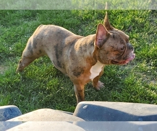 Medium Photo #1 French Bulldog Puppy For Sale in GRANDVIEW, WA, USA