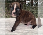 Small #5 Boxer