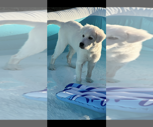 Great Pyrenees Puppy for sale in MURRIETA, CA, USA