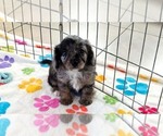 Willow - Female Cavapoo (Miniature)-Poodle (Toy) Mix Puppy for Sale - Photo #5