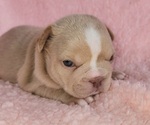 Small #7 French Bulldog