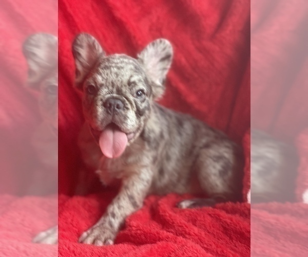 Medium Photo #3 French Bulldog Puppy For Sale in BOSTON, MA, USA