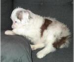 Small Photo #7 Aussie-Poo-Aussiedoodle Mix Puppy For Sale in LINCOLN, AL, USA