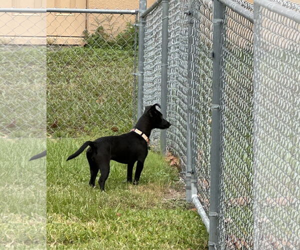 Medium Photo #17 Rat-Cha Puppy For Sale in Valrico, FL, USA