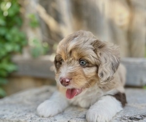 Aussiedoodle Miniature  Puppy for sale in NEW BRAUNFELS, TX, USA