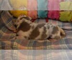 Small #9 Great Dane