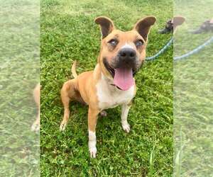 Mutt Dogs for adoption in Abbeville, LA, USA
