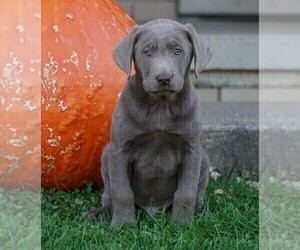 Labrador Retriever Puppy for sale in FREDERICKSBG, OH, USA