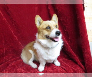 Father of the Pembroke Welsh Corgi puppies born on 04/27/2021