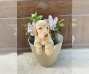 Labradoodle Puppy for sale in LYONS, MI, USA