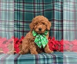 Small Photo #2 Miniature Labradoodle Puppy For Sale in KINZERS, PA, USA