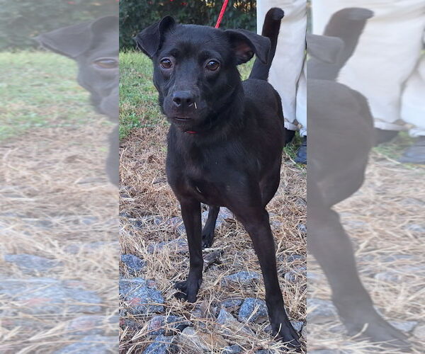 Medium Photo #2 Mutt Puppy For Sale in Wetumpka, AL, USA