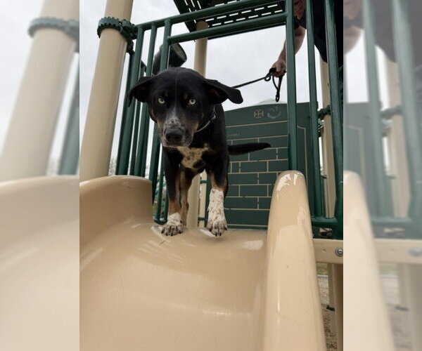 Medium Photo #7 Mutt Puppy For Sale in Sandy, UT, USA