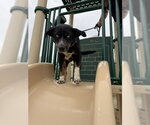 Small #6 Mutt