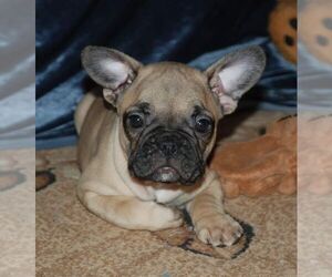 French Bulldog Puppy for sale in TAMPA, FL, USA