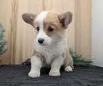 Small #6 Pembroke Welsh Corgi