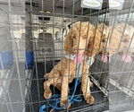 Small #14 Poodle (Standard)