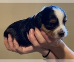 Puppy 6 Aussie-Poo-Cavapoo Mix