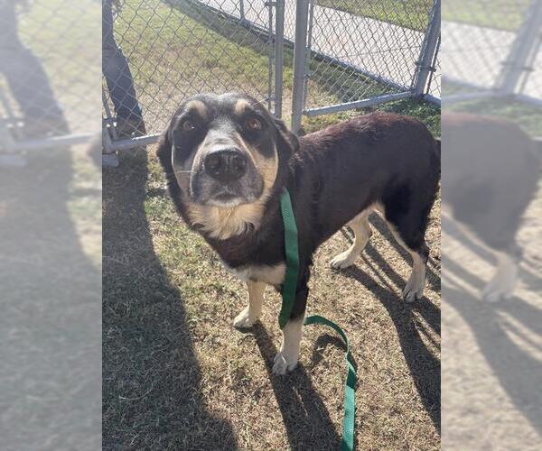 Medium Photo #1 German Shepherd Dog-Unknown Mix Puppy For Sale in Corpus Christi, TX, USA
