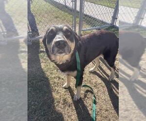 German Shepherd Dog-Unknown Mix Dogs for adoption in Corpus Christi, TX, USA