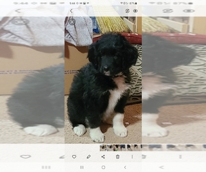 Bernedoodle Puppy for sale in HARRIMAN, TN, USA