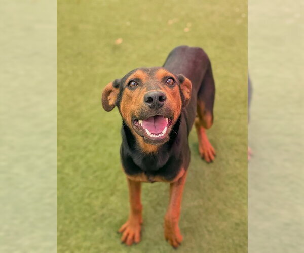Medium Photo #1 Doberman Pinscher-Unknown Mix Puppy For Sale in Sacramento, CA, USA