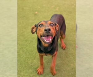 Doberman Pinscher-Unknown Mix Dogs for adoption in Sacramento, CA, USA