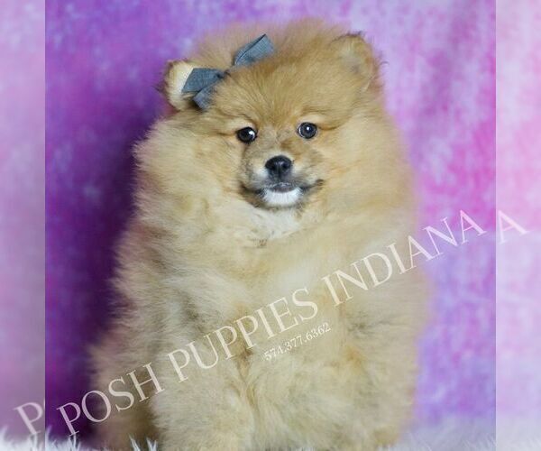 Medium Photo #36 Pomeranian Puppy For Sale in WARSAW, IN, USA