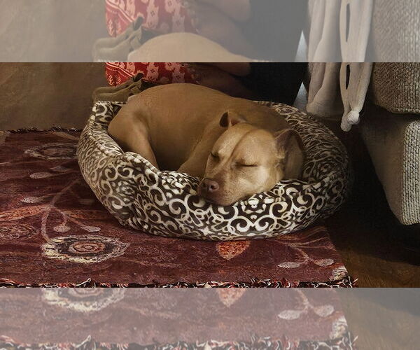 Medium Photo #5 Mutt Puppy For Sale in Rockville, MD, USA