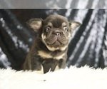 Puppy Alexa AKC French Bulldog