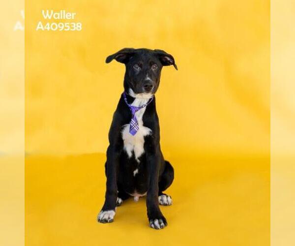 Medium Photo #2 Labrottie Puppy For Sale in Conroe, TX, USA