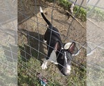 Small #4 Bull Terrier