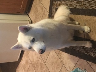 Father of the Siberian Husky puppies born on 12/26/2017
