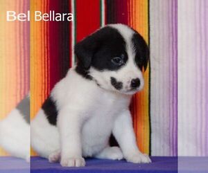 American Pit Bull Terrier-Great Pyrenees Mix Puppy for sale in FLINT, MI, USA