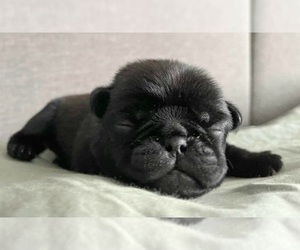 Pug Puppy for sale in YELM, WA, USA