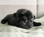 Small Photo #1 Pug Puppy For Sale in YELM, WA, USA