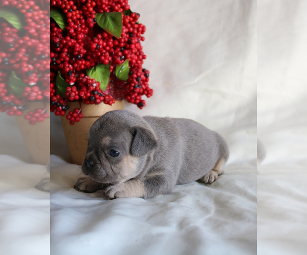 51 Top Pictures French Bulldog Puppies For Sale Costa Blanca - View Ad: French Bulldog Puppy for Sale near Florida ...