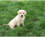Small #2 Labrador Retriever