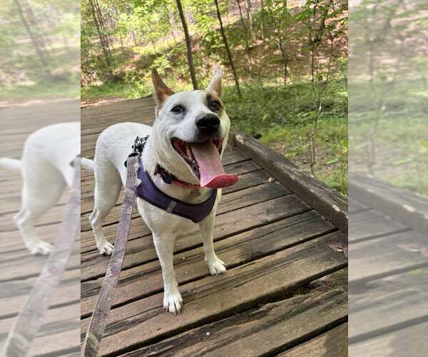 Medium Photo #7 Mutt Puppy For Sale in Kennesaw, GA, USA